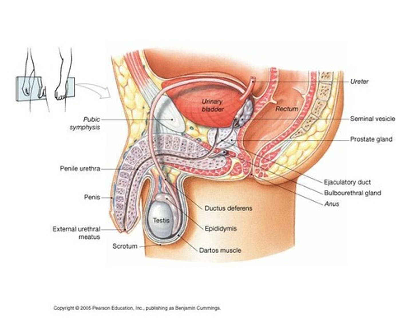 <p>Scrotum, Testis, Male sex ducts, Male sex glands, Penis.</p>