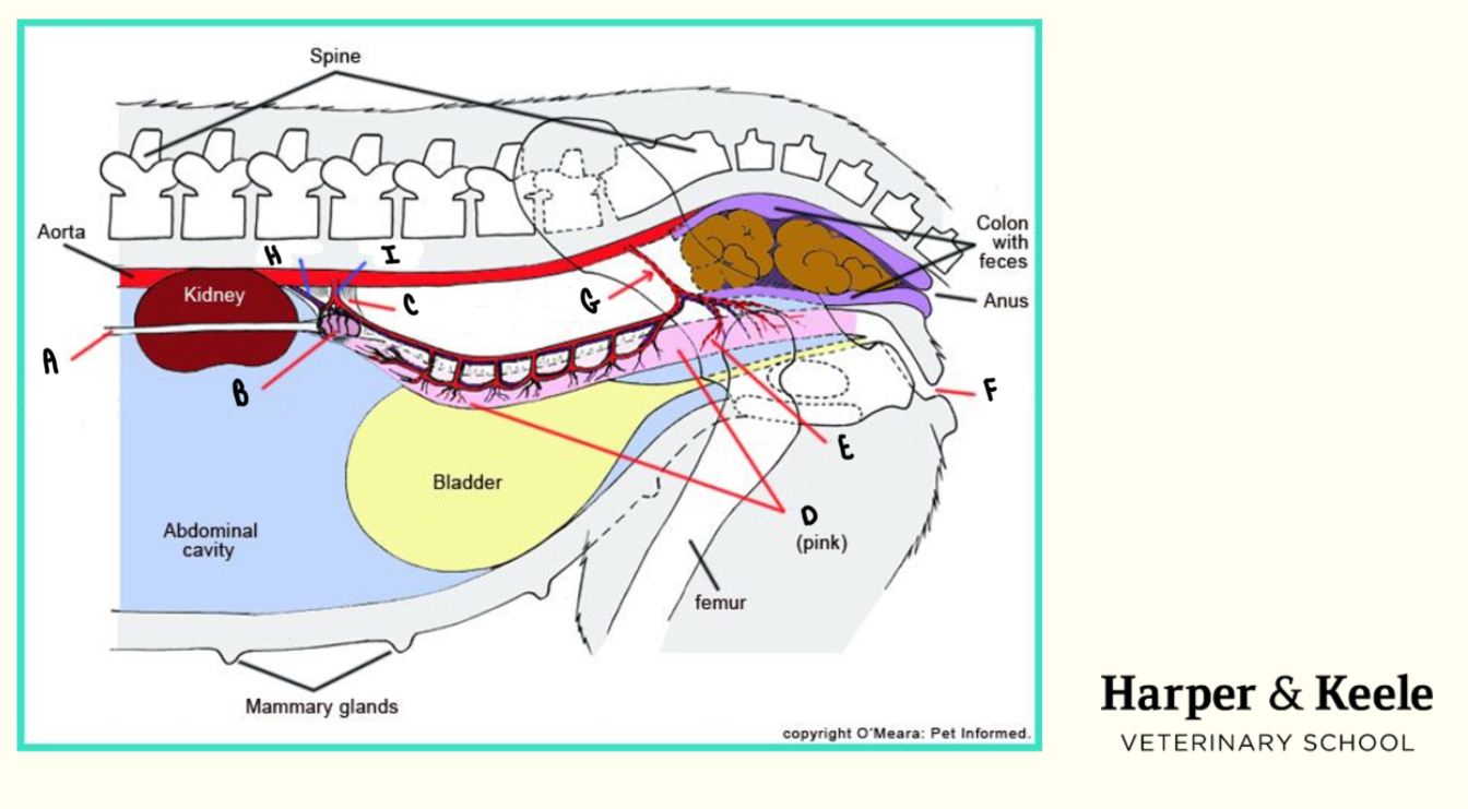 <p>What is the structure labeled G?</p>