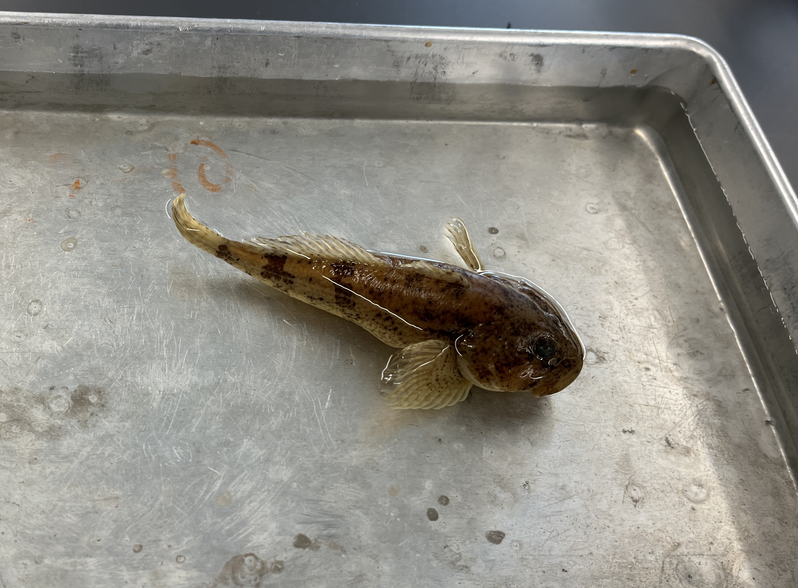 <p>Banded Sculpin</p>