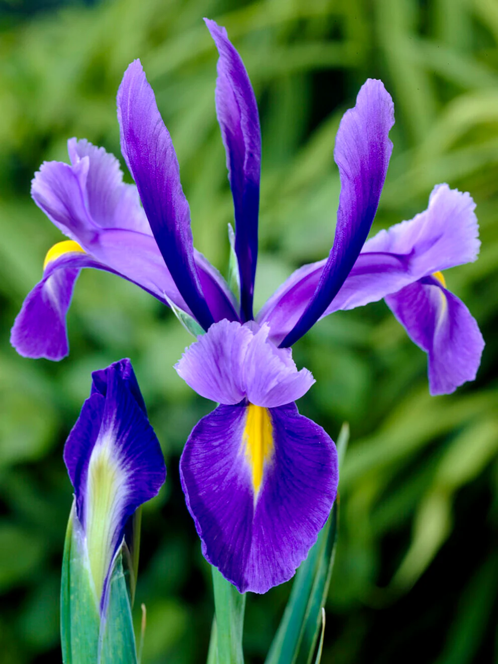 <p>Iris</p>