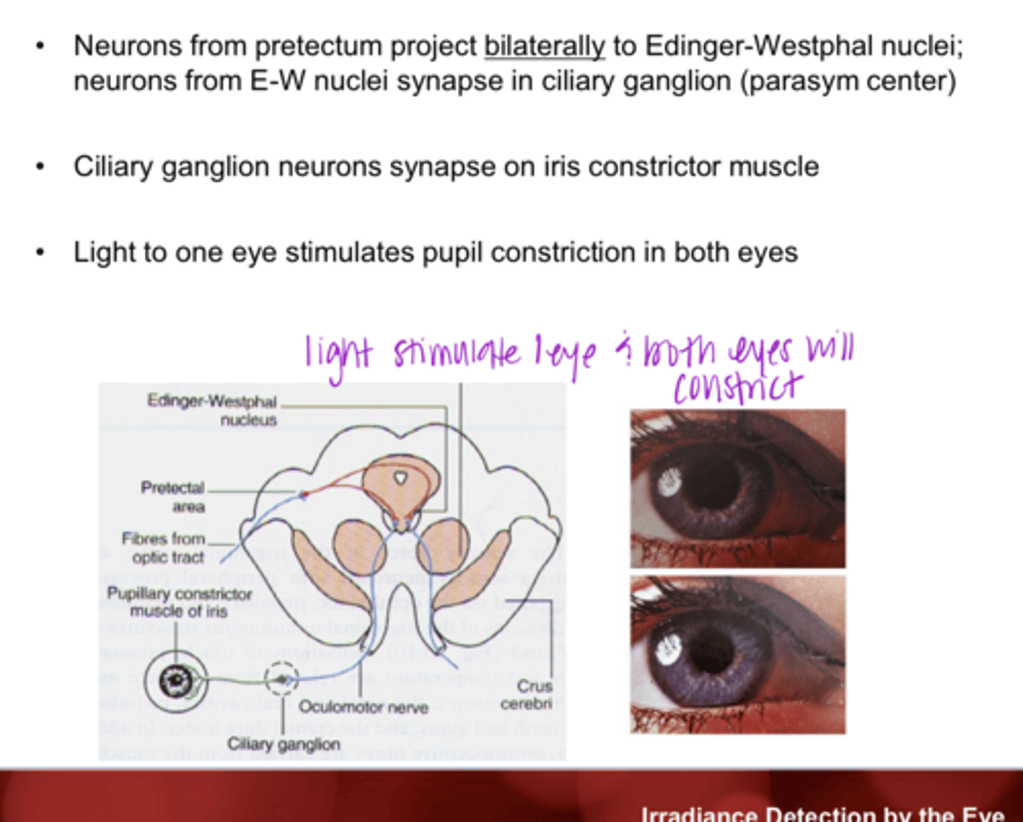 <p>Where do the neurons from the E-W nucleus go?</p>