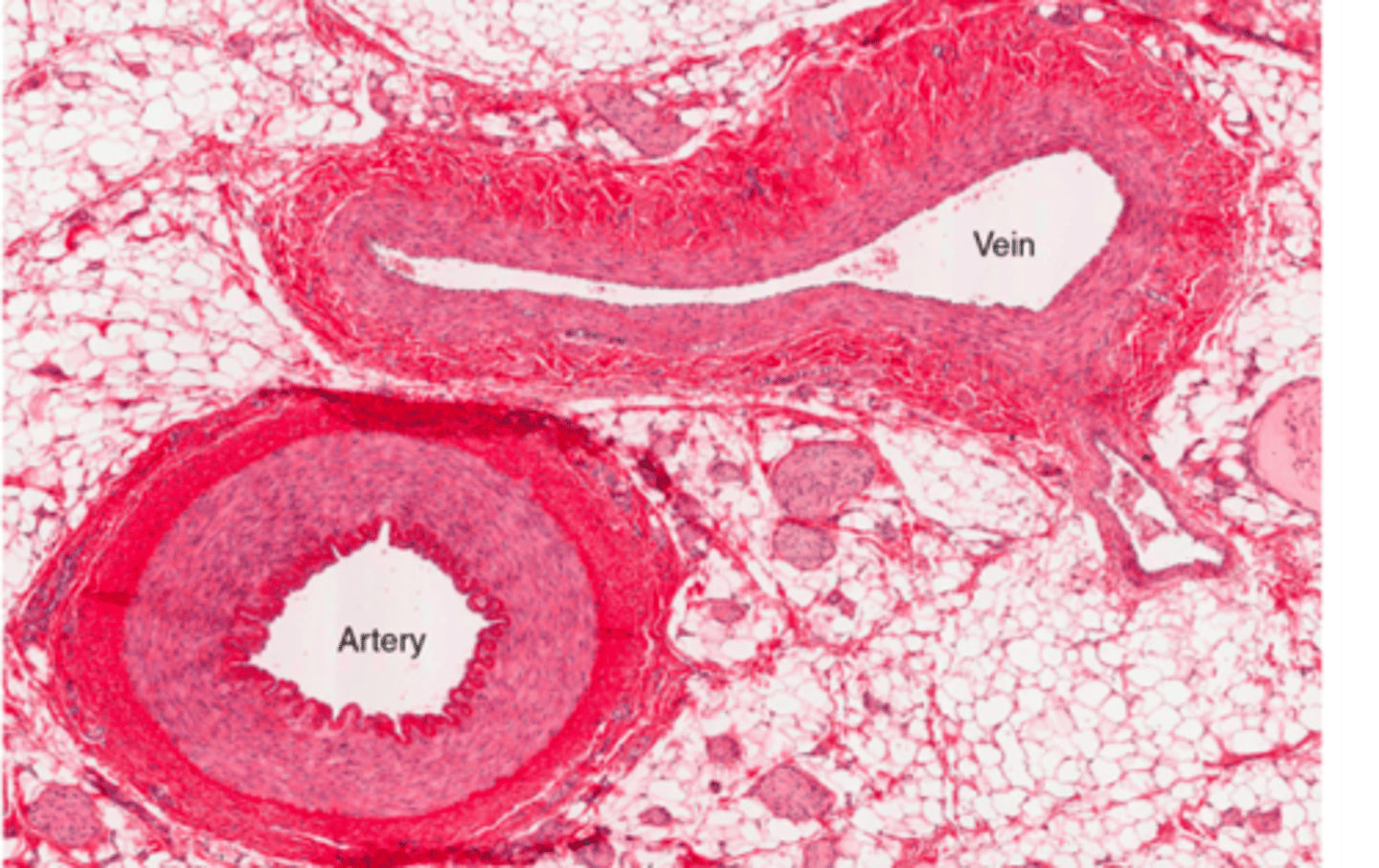 <p>carry blood back to the heart; have thicker tunica externa and larger lumen than arteries</p><p>Have less elastic and collagen fibers</p>