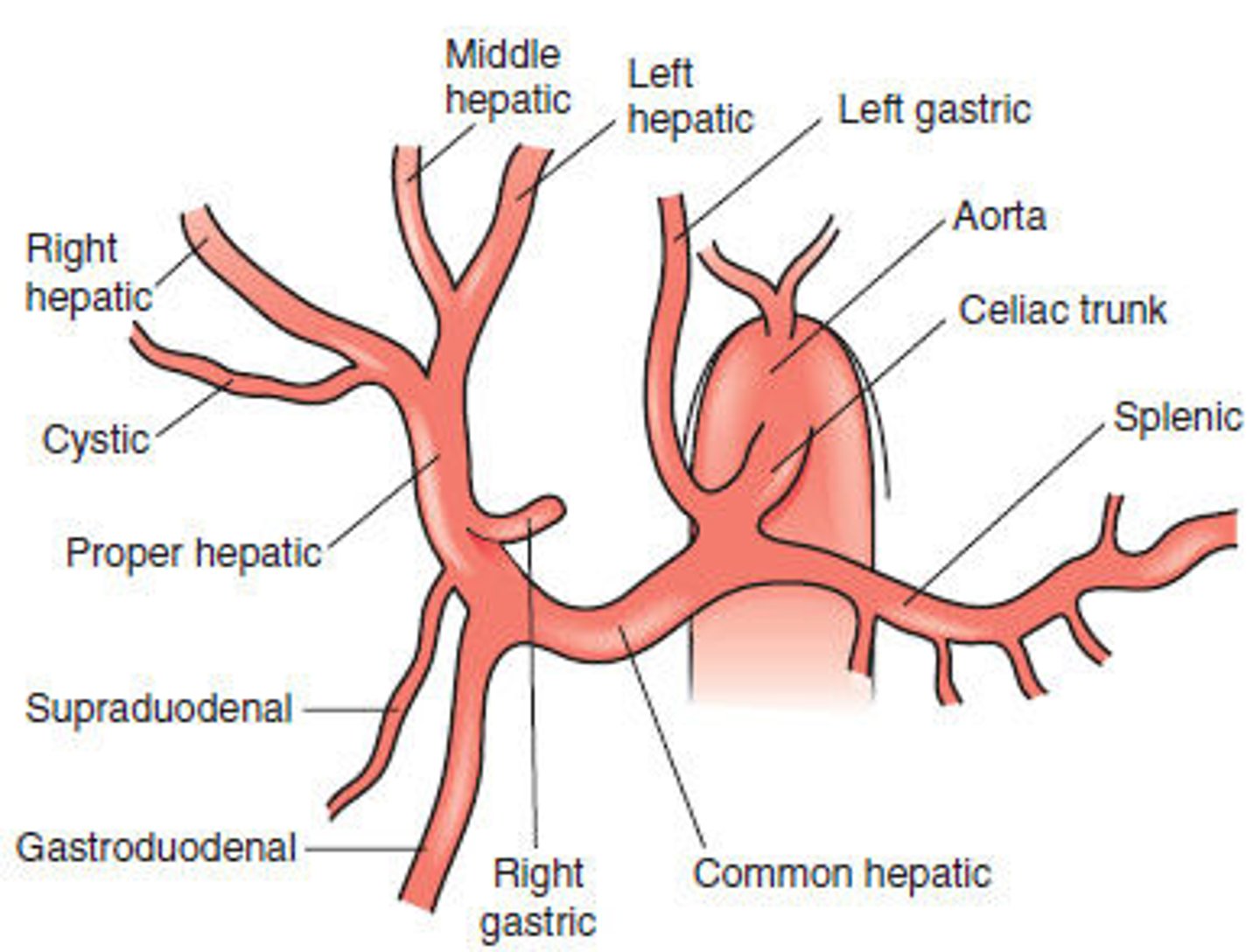 <p>1. Right gastric</p><p>2. Gastroduodenal (descends behind duodenum)</p><p>3. Proper hepatic (heading towards liver)</p>