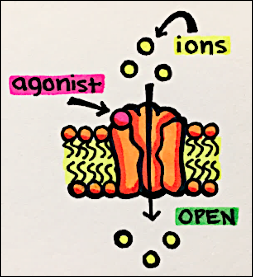 <ul><li><p>signaalmolecule → openen ion-kanaal</p></li><li><p>gefaciliteerde diffusie</p><ul><li><p>→ verschil in membraan potentiaal</p></li><li><p>→ spiercontractie</p></li><li><p>→ …</p><p></p></li></ul></li><li><p>zenuwcellen; signalen = neurotransmitters</p></li></ul><p></p>