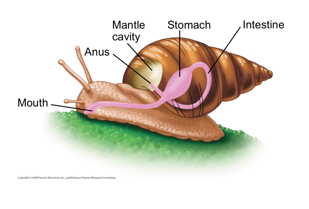 <p>Gastropods</p>