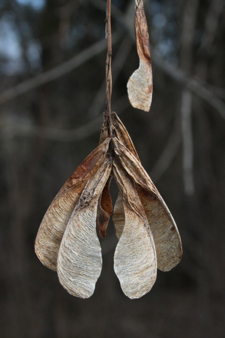 <p><span>samara in pairs, autumnal, 1 ½” long, a dioecious tree, female</span><br><span>trees with a V-shaped double samara, typically many clustered together in a bunch</span></p>
