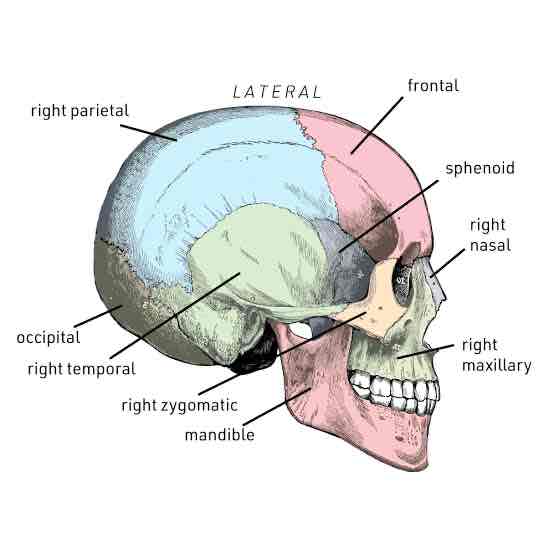 <p><strong><span>A:</span></strong><span> They form a helmet-shaped structure with immovable joints called sutures.</span></p><p></p>