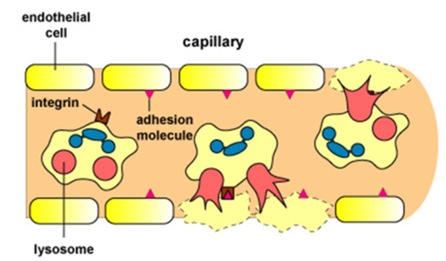 <ul><li><p>Neutrophils adhere to endothelial cells<em> (which have bacteria glycoproteins on)</em></p></li><li><p>They release proteases and oxygen radicals to eliminate glycoproteins</p></li><li><p>Causes capillary damage &amp; haemorrhage → shock (if sustained)</p></li></ul><p></p>