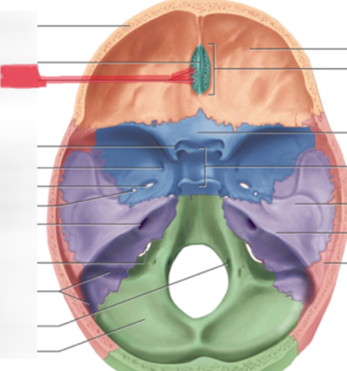 <p>Cribriform foramina of ethmoid bone</p>