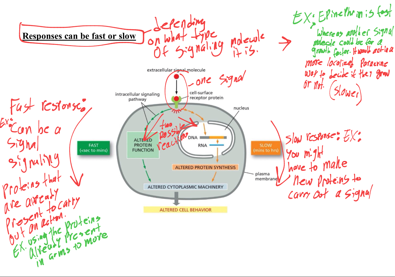 <p>fast or slow depending on what type of signaling molecule it is. </p><p>fast response- can be signaling proteins that are already present (ex. neuronal signal signaling movement of arm)</p><p>slow response: you might have to make new proteins to carry out a signal, (could be a growth signal acting in a paracrine signal with cells deciding to grow or not)</p>