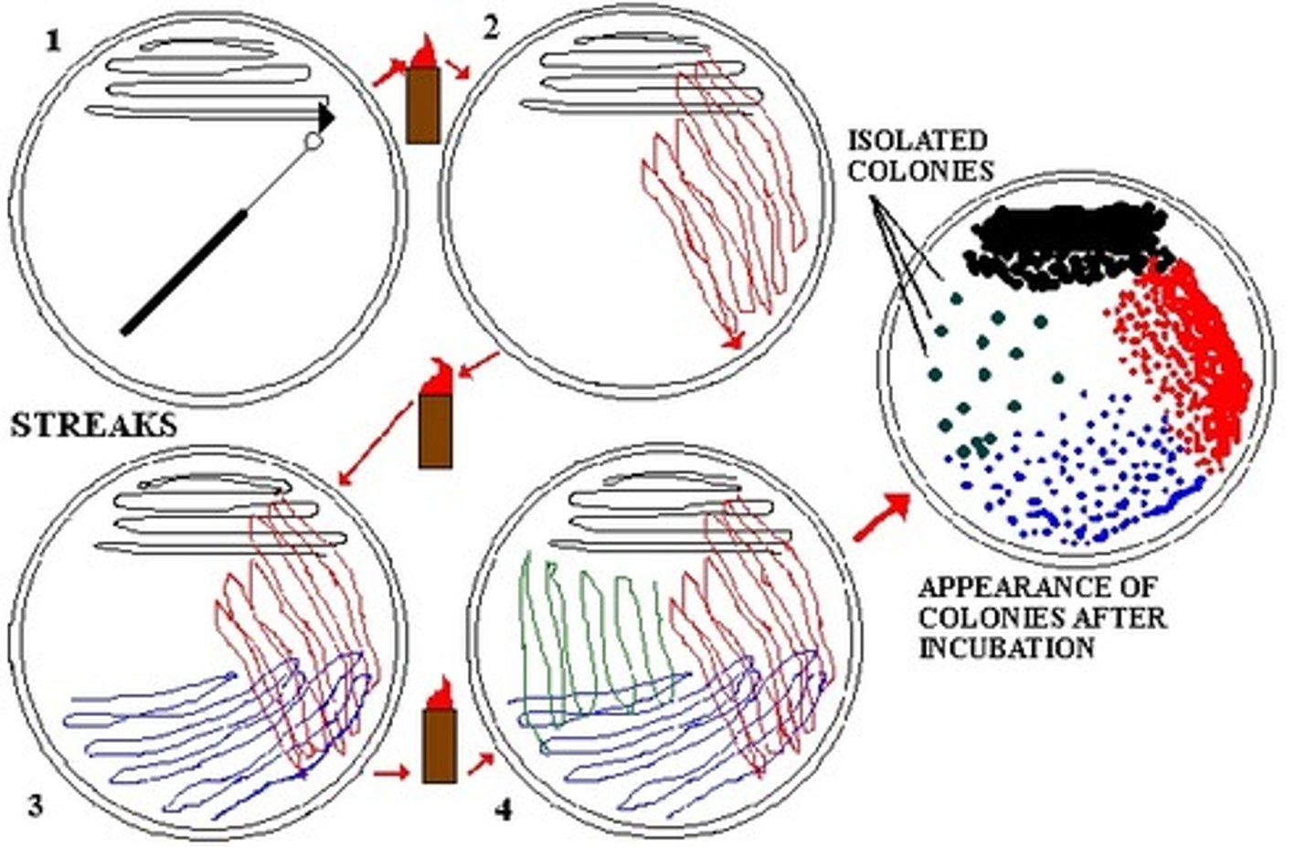 <p>1. Flame inoculating loop<br><br>2. Dip loop in culture<br><br>3. Make three streaks on sterile plate<br><br>4. Turn the plate 90 degrees and streak again, overlapping last streaks<br><br>5. Turn and streak again<br><br>6. use isolated colonies to prepare a second plate</p>