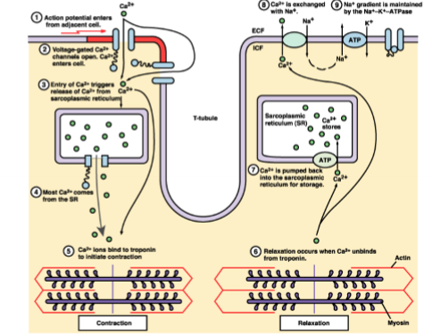 <p>If cytosolic calcium (freely availible calcium) is high, the left ventricle contracts, recycling of calcium occurs to relax the muscle, some of the calcium comes from the extra cellular fluid, most is held in the scarcoplasmic reticulum, this release is triggered by the opening of voltage gated calcium channels on the cell membrane, a little bit of calcium enters the cell triggering the release of the calcium, voltage depolarisation then the calcium channels open</p>