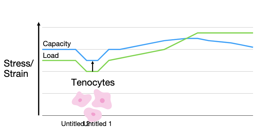 <ul><li><p>“Your tissue capacity will only ever be as great as the load you’ve placed on it previously”</p></li></ul><p></p>