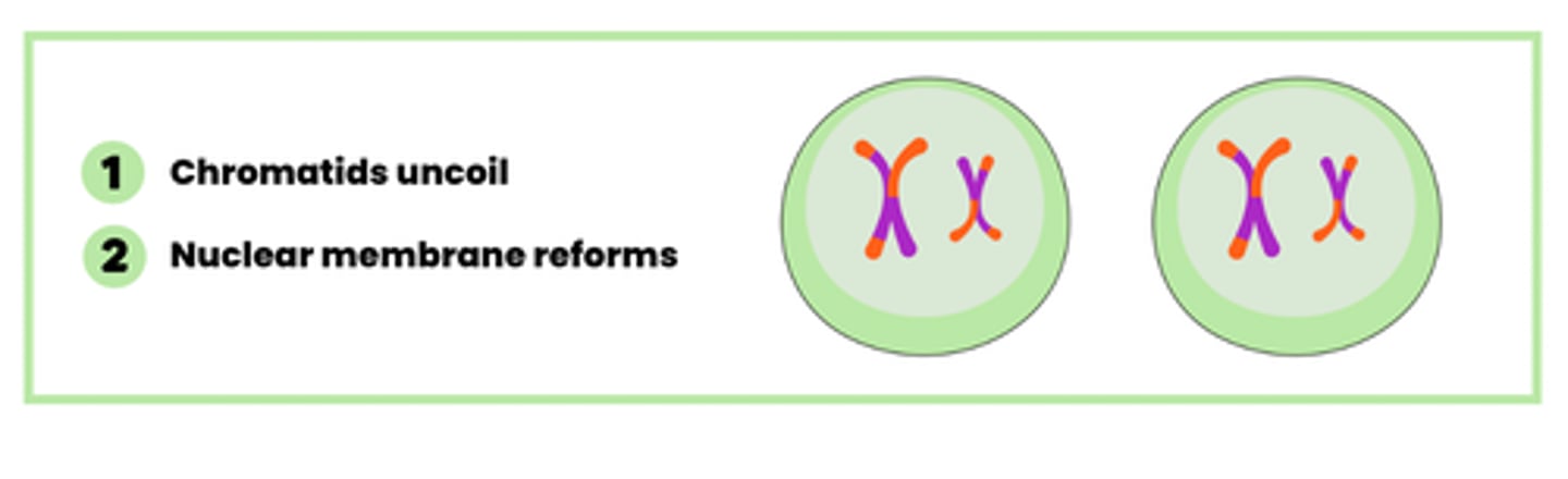 <p>1. Chromatids uncoil</p><p>2. Nuclear membrane reforms</p>