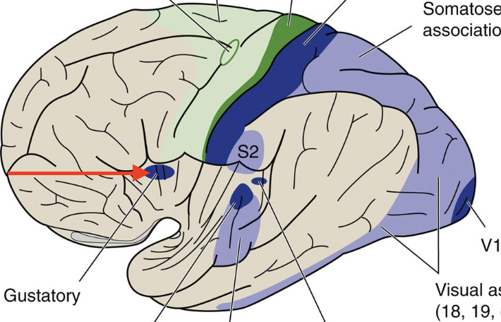 <p>part of insula; Broadmann’s area 43; sense of taste</p>