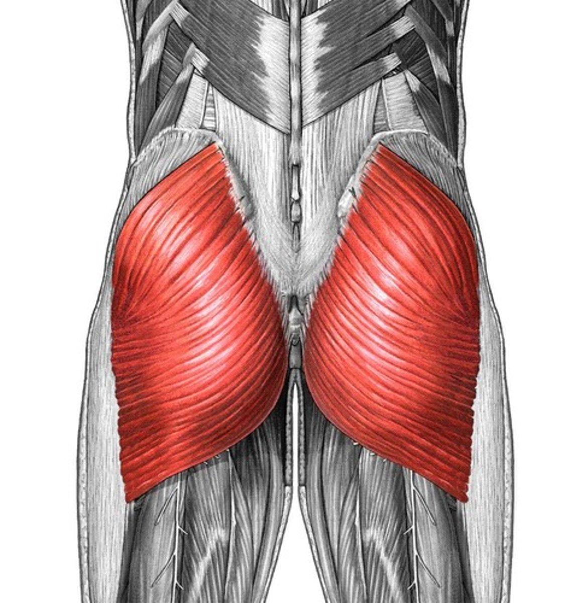 <p>gluteus maximus</p>