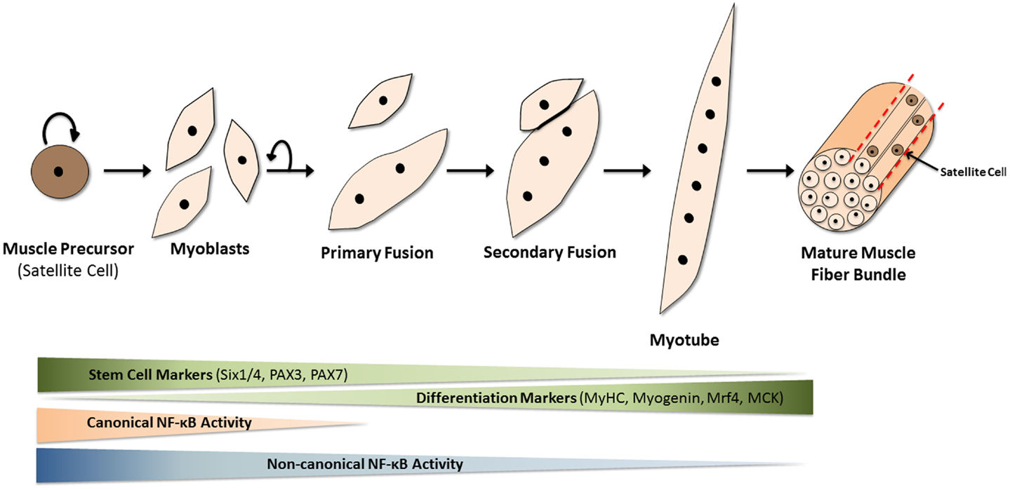 <p>Myoblasts are precursors cells that develop into muscle fibres whereas myosatellite cells are stem cells that are the result of not fusing with myoblasts.</p>