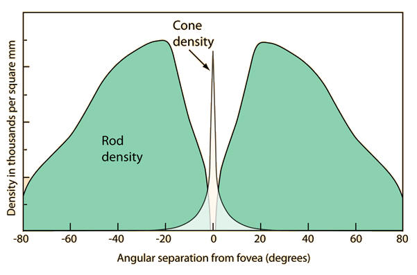 <p>in the retina:</p><ul><li><p>rod cells - across entire retina except fovea</p></li><li><p>cone cells - on fovea</p><ul><li><p>as cone cells only respond to high light intensities and the fovea receives the highest intensity of light as this is where the lens focuses light</p></li><li><p>this means that rod cells can be located further from the fovea as they can respond at lower light intensities</p></li></ul></li></ul><p></p>