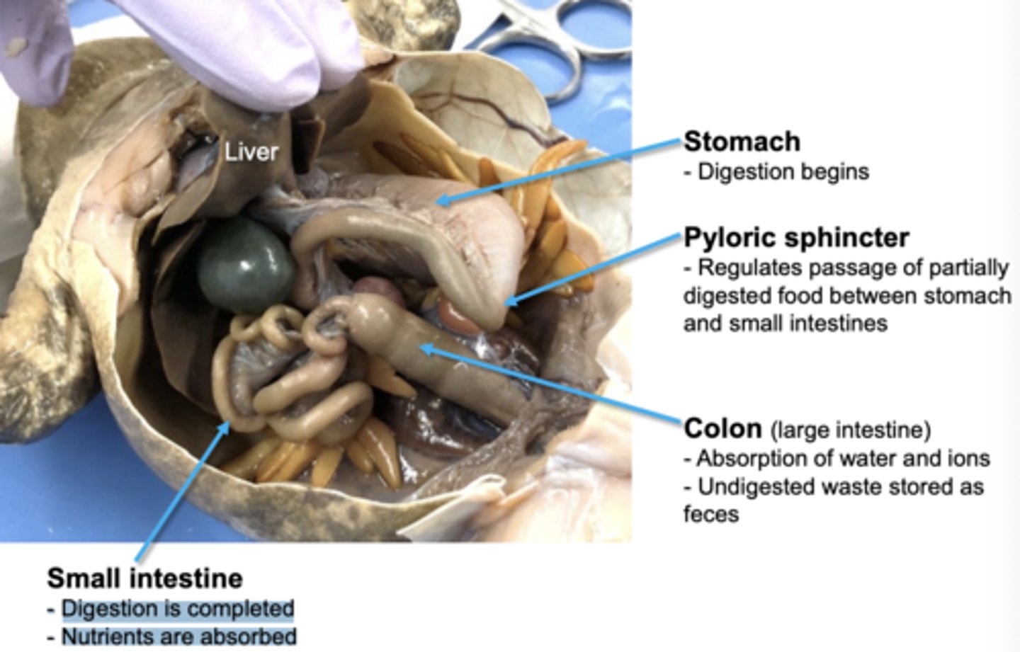 <p>stomach, pyloric sphincter, small intestine, colon</p>