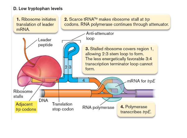 <p>transcriptional attenuation</p>