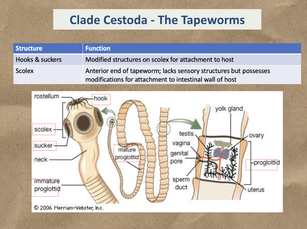 <p>Study Hooks &amp; Suckers and Scolex</p>