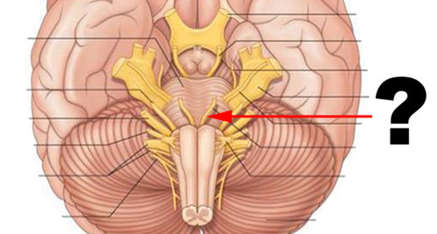 <p>Abducens nerve responsible for motor control of lateral eye movements</p>