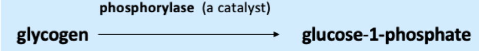 <ul><li><p><span style="font-family: Calibri">Phosphorylase: enzyme that catalyzes the formation of glucose-6-phosphate from glycogen in muscle and liver </span><span style="font-family: Times New Roman">(this is the first step in glycogenolysis)</span></p></li><li><p><strong><span style="font-family: Calibri">Glycogen</span></strong><span style="font-family: Calibri">: stored carbohydrates</span></p></li><li><p><strong><span style="font-family: Calibri">Glycogenesis</span></strong><span style="font-family: Calibri">: glucose →glycogen</span></p></li><li><p><strong><span style="font-family: Calibri">Glycogenolysis</span></strong><span style="font-family: Calibri">: glycogen →glucose (aerobic met.)</span></p></li><li><p><strong><span style="font-family: Calibri">Glycolysis</span></strong><span style="font-family: Calibri">: glucose →lactic acid (anaerobic met.)</span></p></li><li><p><strong><span style="font-family: Calibri">Glyconeogenesis</span></strong><span style="font-family: Calibri">: fats/protein →glucose →glycogen</span></p></li></ul>