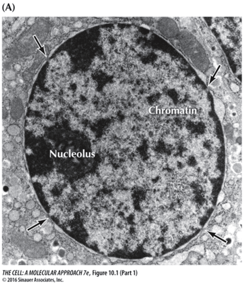 <p>Site of ribosome production and rRNA</p>
