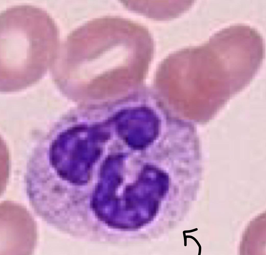 Identify this cell.