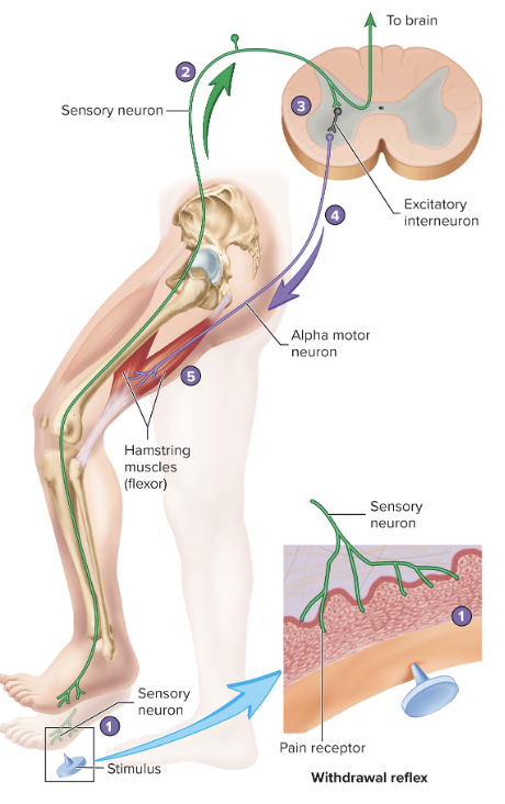 function: remove a body part from a painful stimulus