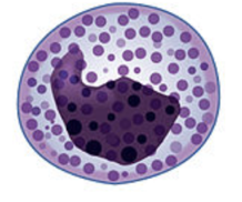 <p>type of cell</p>