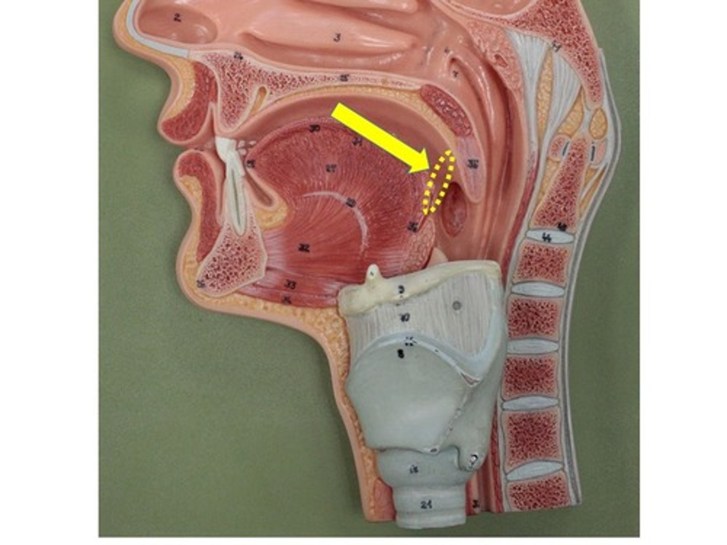 knowt flashcard image