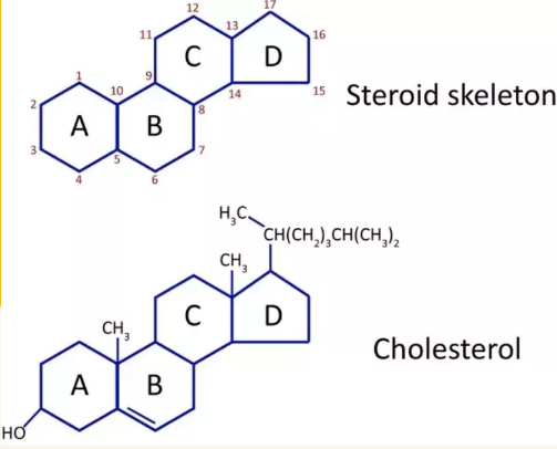 <ul><li><p>hydrophobic and insoluble in water, don&apos;t resemble lipids since they have     -</p></li><li><p>a structure composed of four fused rings</p></li><li><p>cholesterol most common steroid</p></li></ul>