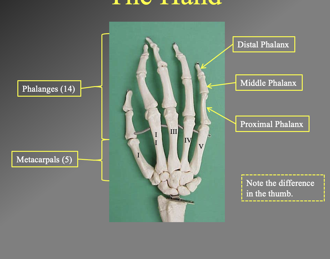 <ol><li><p>There are 14 philangeis (upper finger bones)</p></li><li><p>5 metacarles (lower finger bones)</p></li></ol><p></p><p>Proximal phalanx</p><p>iddle phalanx</p><p>Distal philanix</p><ul><li><p>note the thumb only has the proximal and distal since there are only 2 philangies </p></li></ul><img src="https://knowt-user-attachments.s3.amazonaws.com/945f5bf5-bab0-43fb-85ff-da6db2b6394e.png" data-width="100%" data-align="center"><p></p>