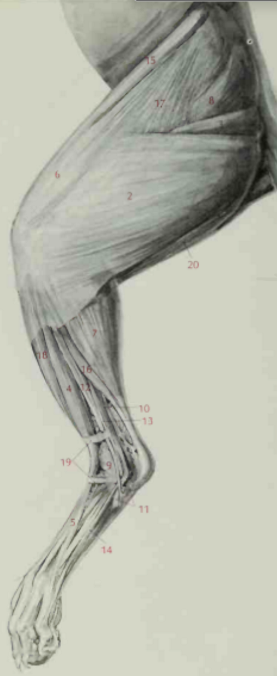 <p>Semitendinosus</p>