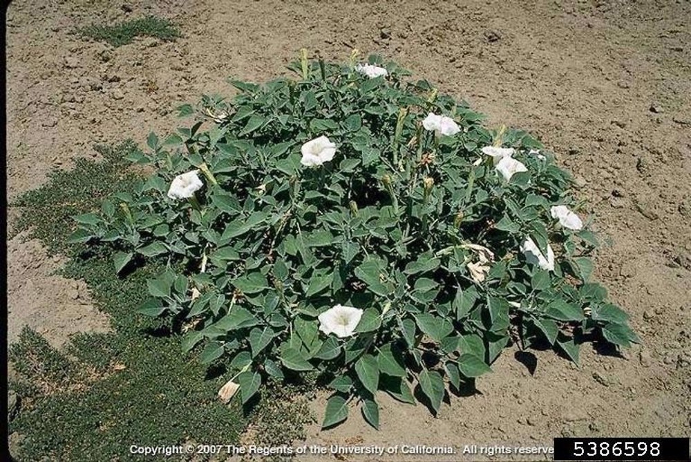<p>Jimsonweed</p>
