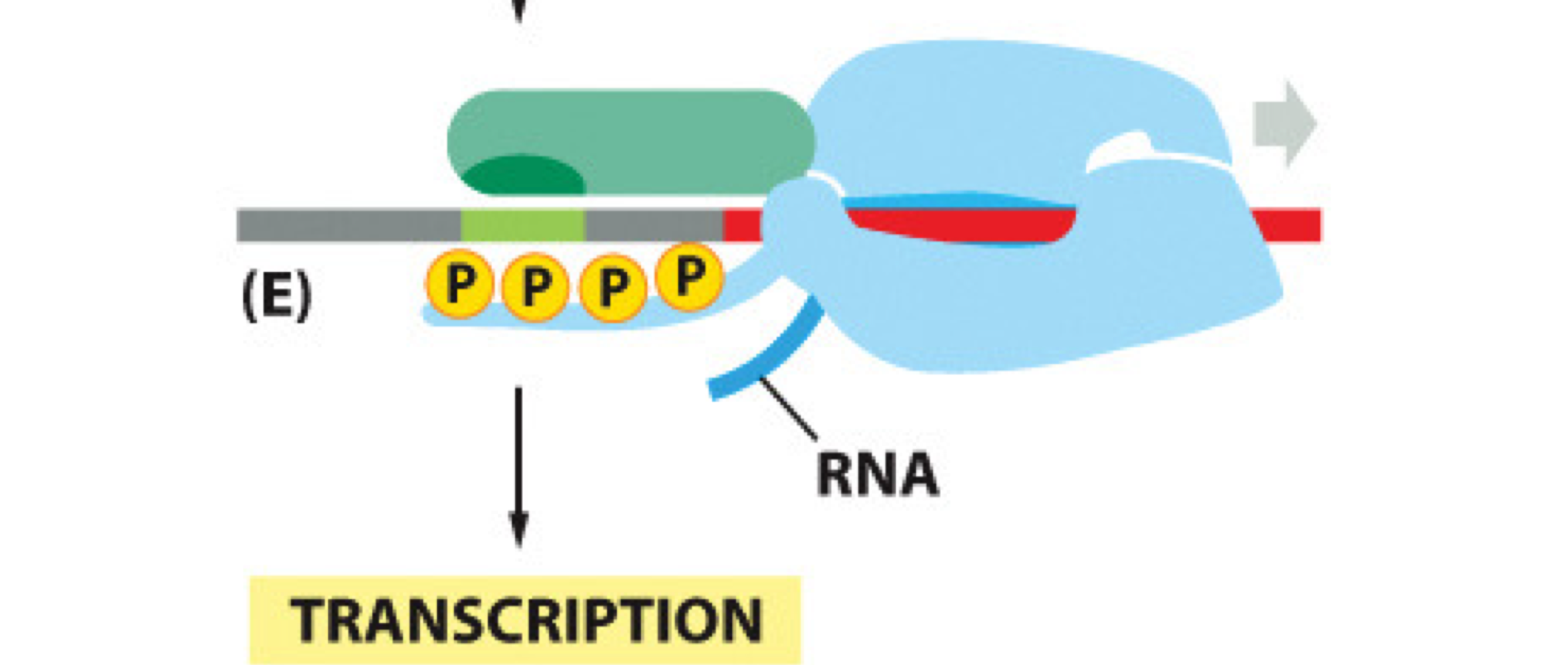 <p>This causes a <strong>conformational change </strong>and <strong>release</strong> of <strong>pol II</strong> from the promoter and transcription factors, allowing transcription to begin</p>
