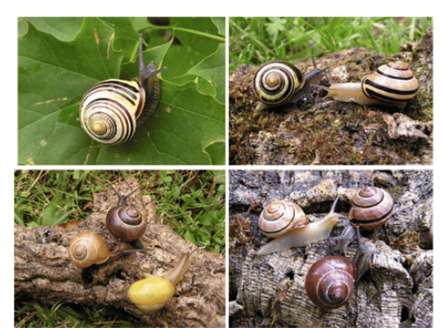 <p>Allele frequencies diverge within a species occurs over years or decades due to mutations, genetic drift, gene flow and natural selection. Evidence comes from analyzing organisms and populations</p>