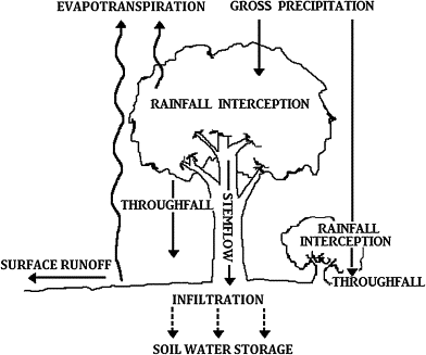 <p>Rain dripping through leaves to the ground.</p>