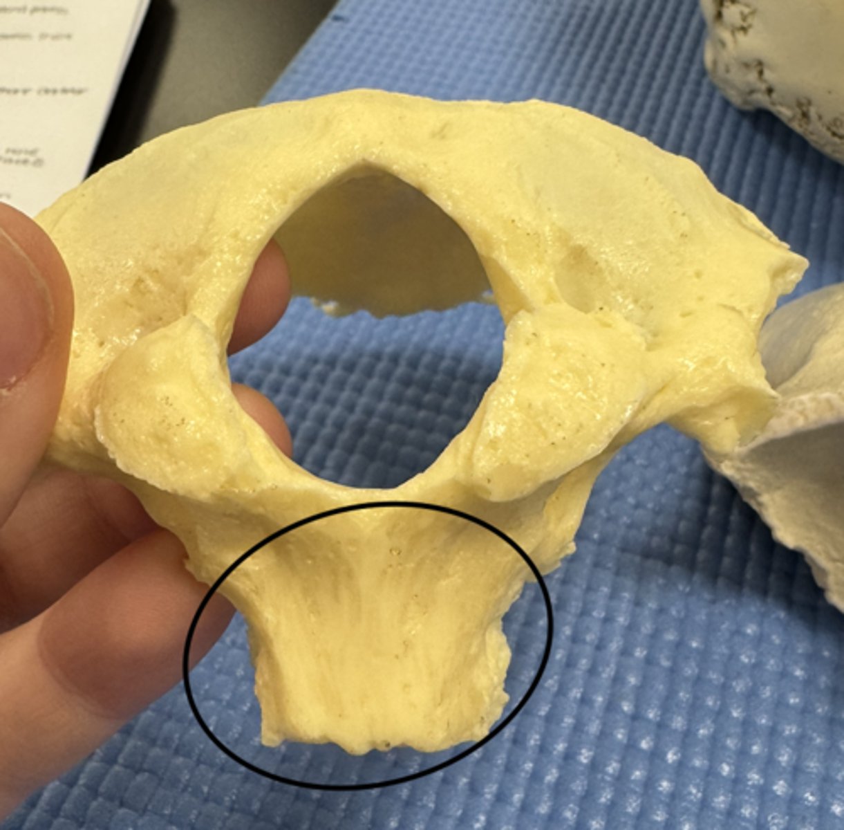 knowt flashcard image