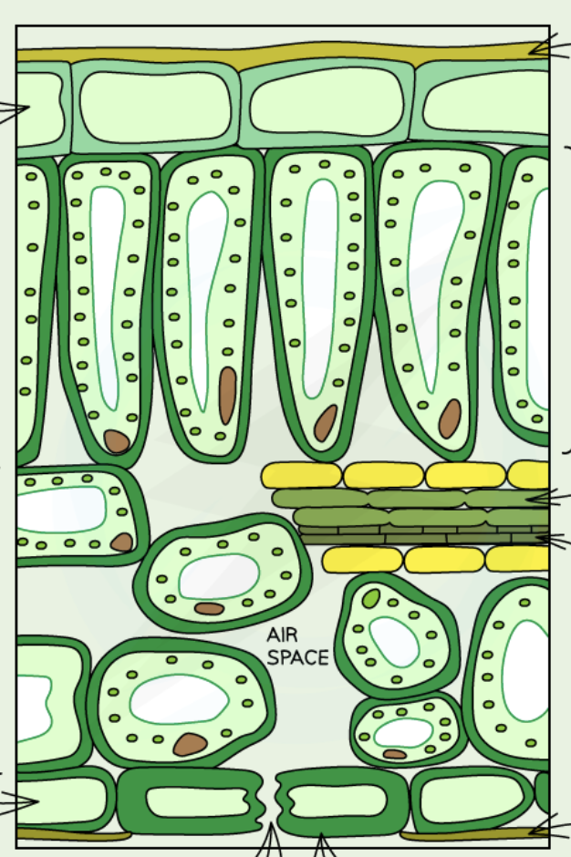 <p>Label the tissues in a (dicotyledonous) leaf </p>