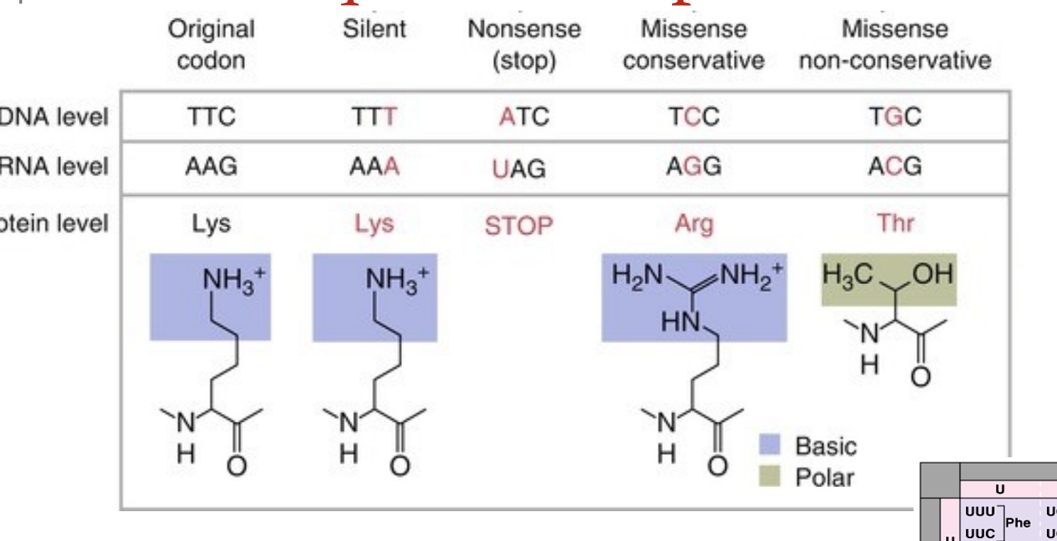 <p>A type of misses mutation that changes the amino acid from polar to non polar vise versa</p>
