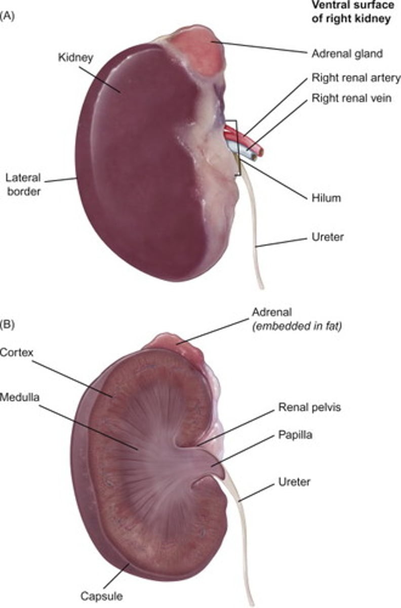 <p>DEFINITION</p><p>Endocrine gland above each kidney, secretes hormones.</p>