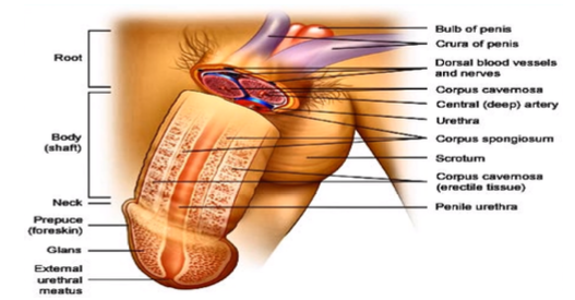 <p><strong>bundle of blood vessels</strong> in the nerves to support the penis</p>