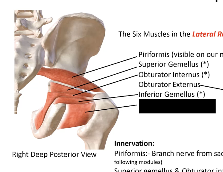 <p>A muscle in the gluteal region, originating from the ischial tuberosity and inserting into the intertrochanteric crest of the femur.</p>