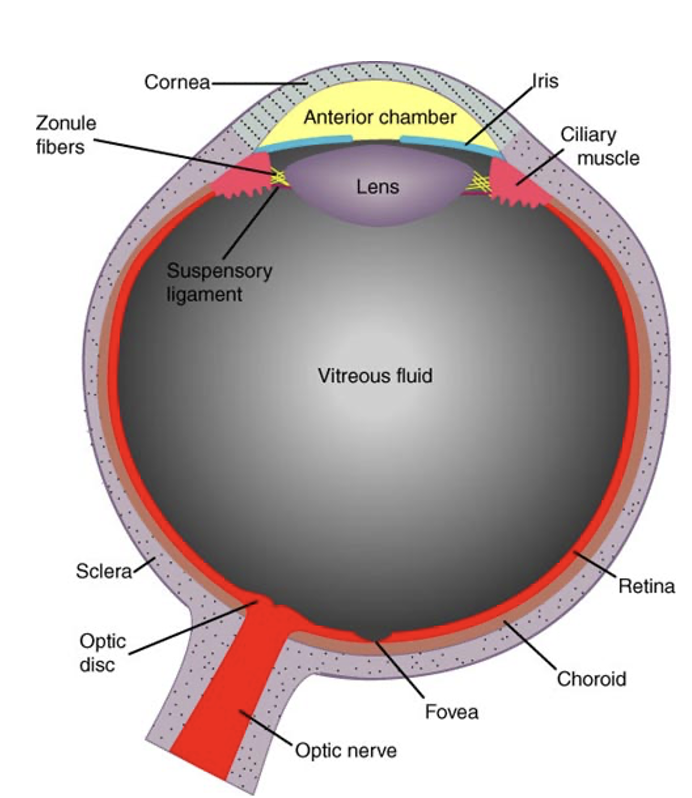 <p>All the transparent media b/w outside world + retina.</p><ul><li><p>Form the image.</p></li></ul><p></p>