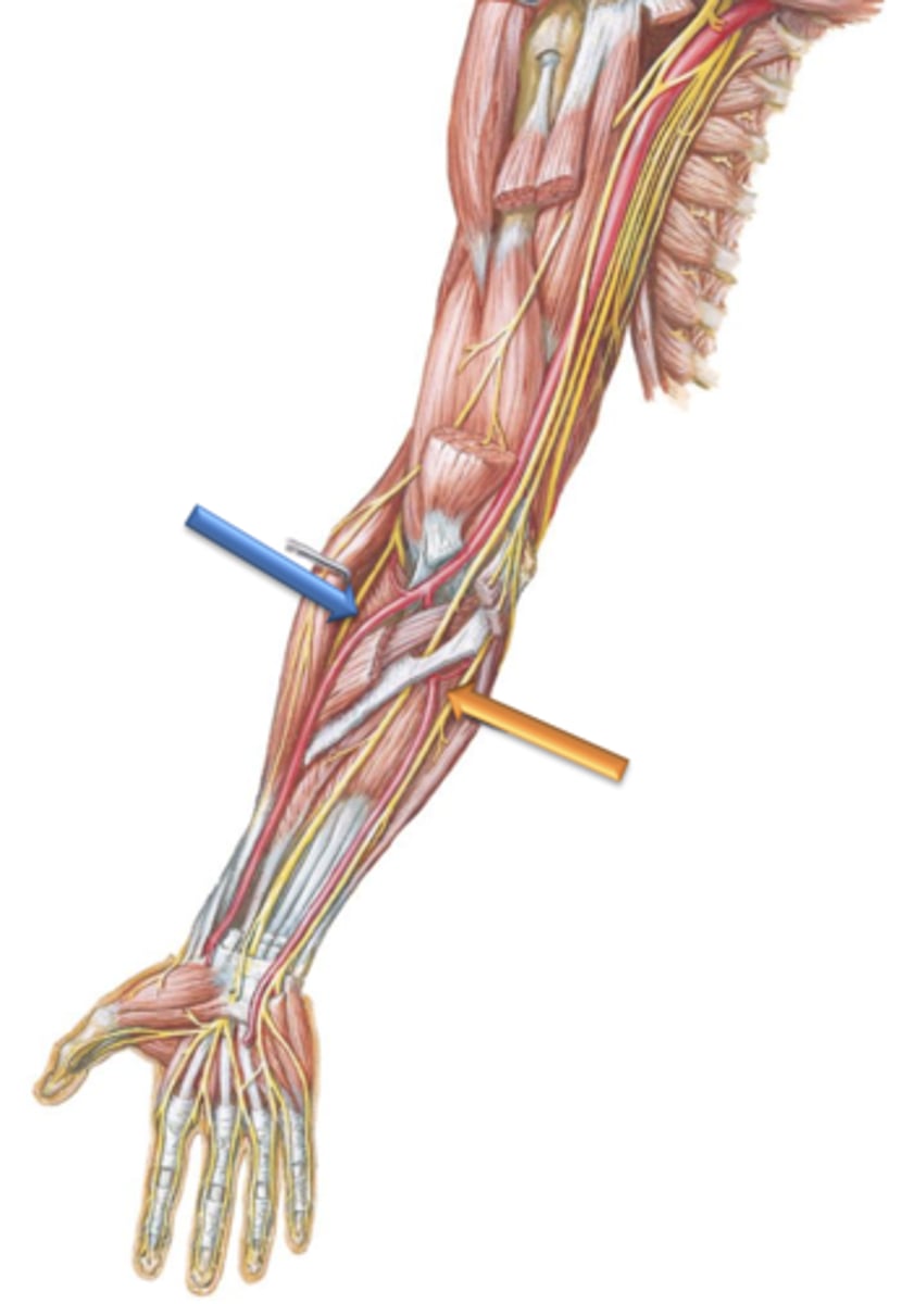 <p>Artery that courses distally along the medial surface of the forearm.</p>