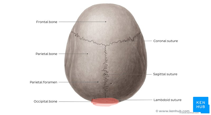 <p>Top View of Human Skull</p>
