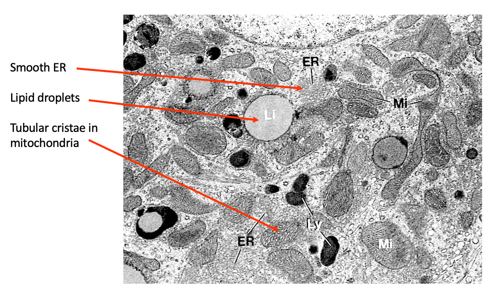 <p>Cholesterol stored in lipid droplets until used</p>