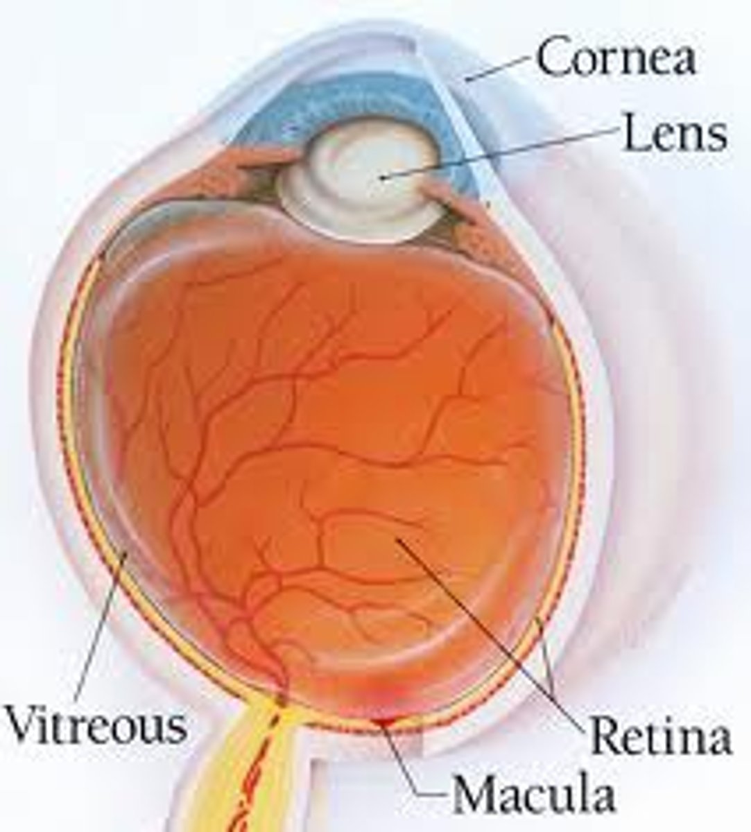 <p>retina</p>